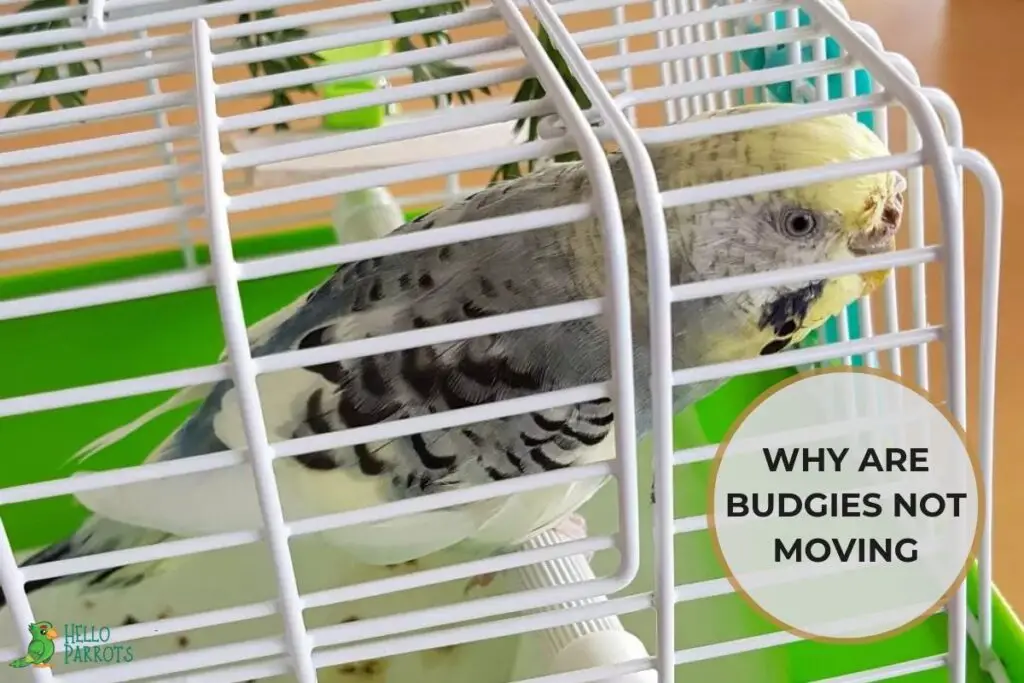Why Are Budgies Not Moving