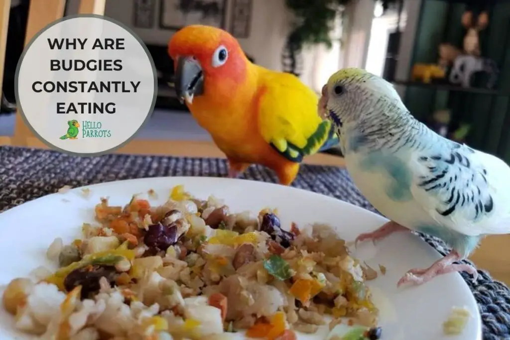 Why are Budgies Constantly Eating