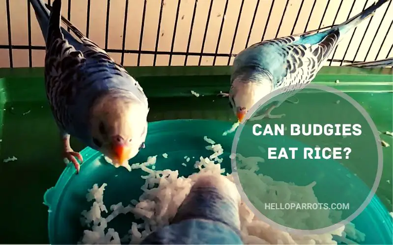 Can Budgies Eat Rice