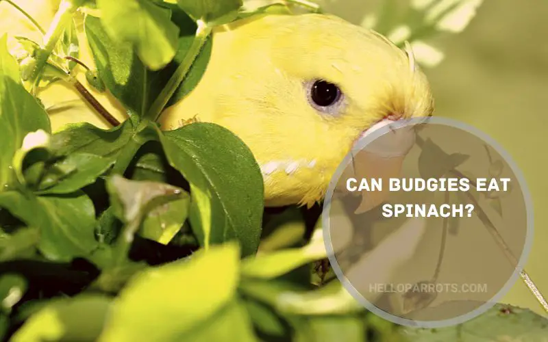 Can Budgies Eat Spinach