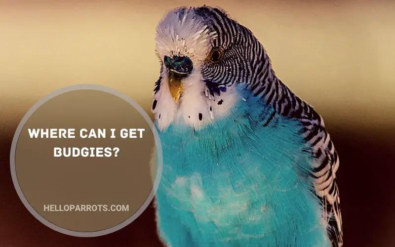 Where Can I Get Budgies