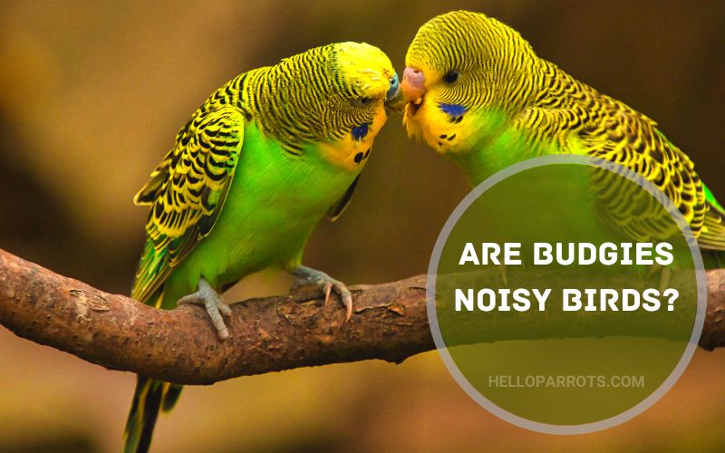 Are Budgies Noisy Birds