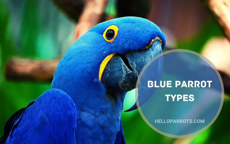 blue-parrot-types