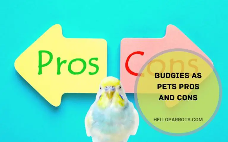 Budgies As Pets Pros And Cons