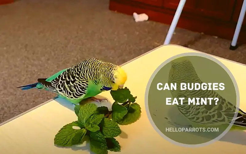Can Budgies Eat Mint
