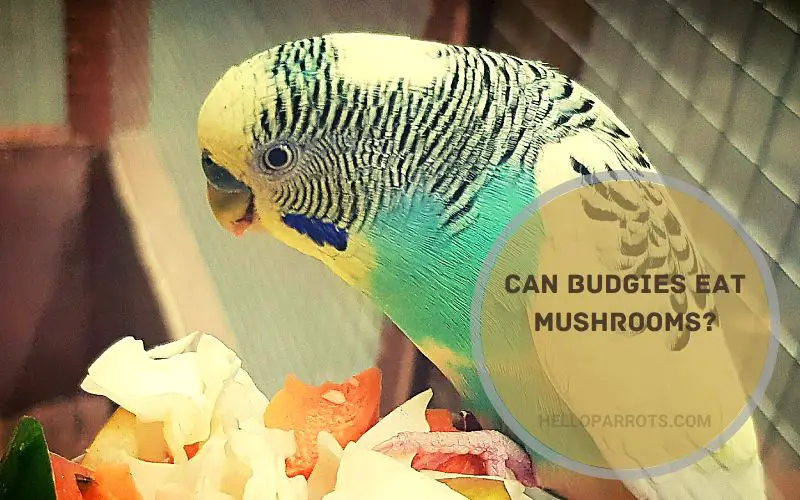 Can Budgies Eat Mushrooms