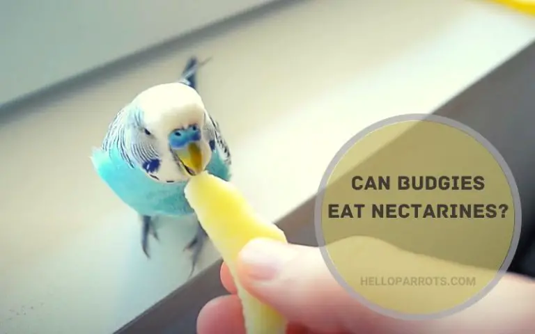 Can Budgies Eat Nectarines?