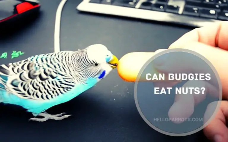 Can Budgies Eat Nuts?
