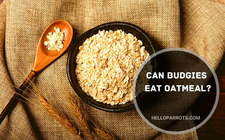 Can Budgies Eat Oatmeal?