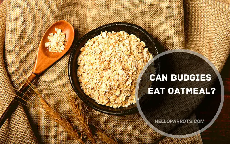 Can Budgies Eat Oatmeal