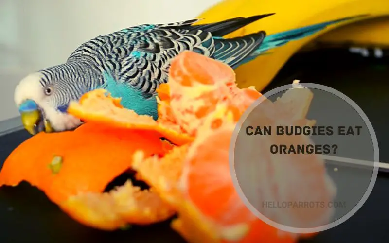 Can Budgies Eat Oranges