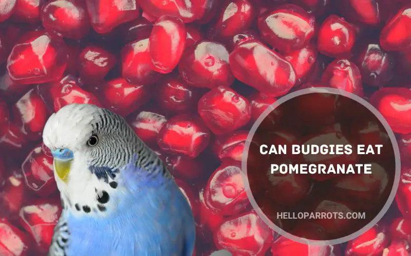Can Budgies Eat Pomegranate