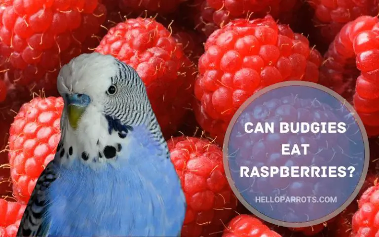 Can Budgies Eat Raspberries?