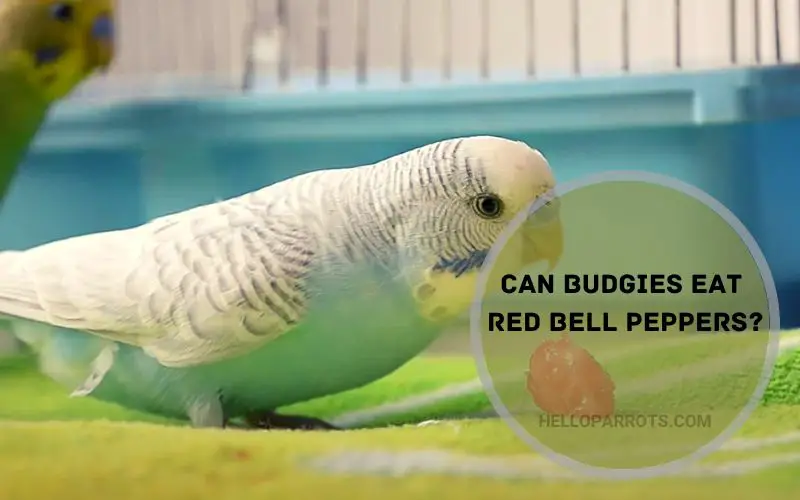 Can Budgies Eat Red Bell Peppers