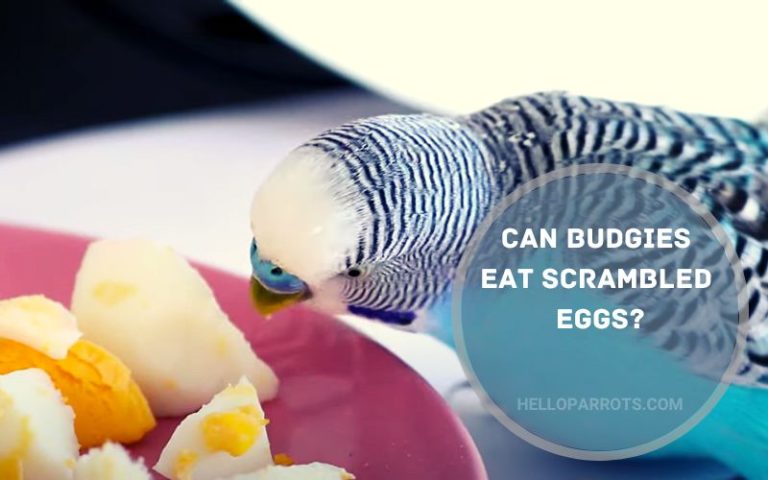 Can Budgies Eat Scrambled Eggs?
