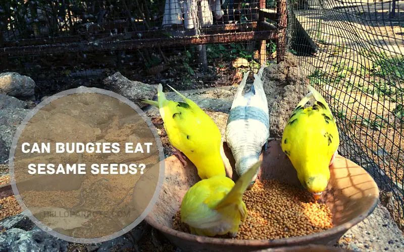 Can Budgies Eat Sesame Seeds