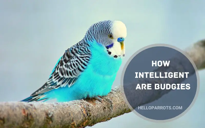 How Intelligent are Budgies