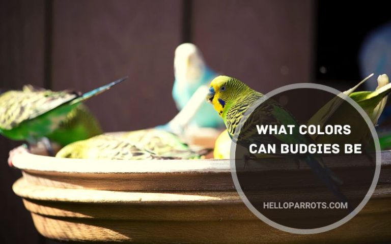 What Colors Can Budgies Be?