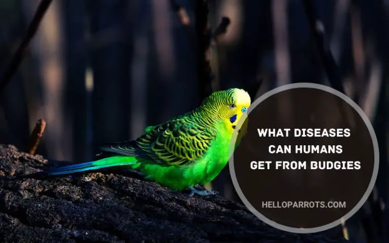 What Diseases Can Humans Get from Budgies?