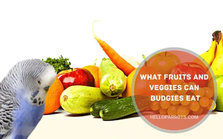 What Fruits And Veggies Can Budgies Eat?