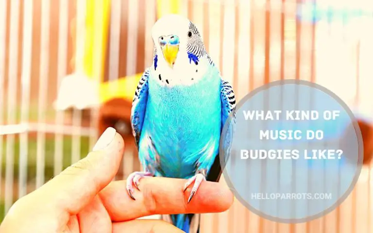 What Kind of Music Do Budgies Like