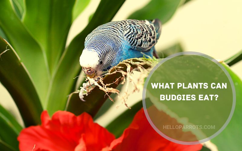 What Plants Can Budgies Eat
