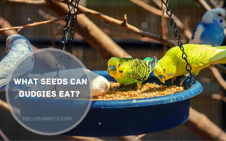 What Seeds Can Budgies Eat?