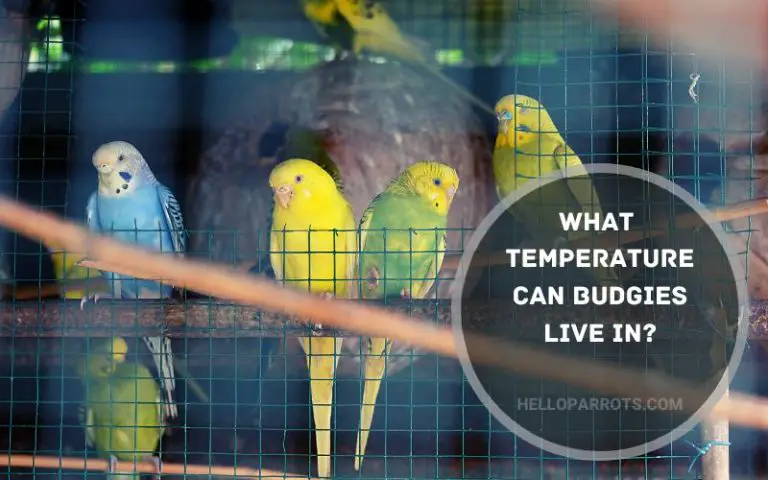 What Temperature Can Budgies Live in?