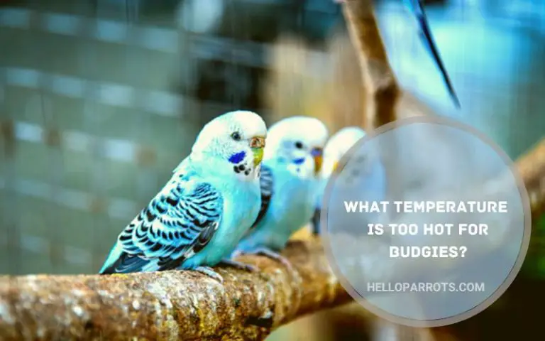 What Temperature is Too Hot for Budgies?