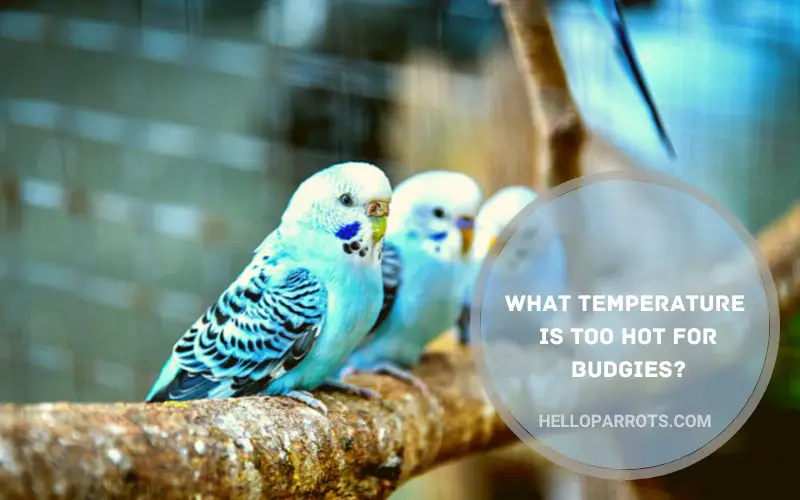 What Temperature is Too Hot for Budgies