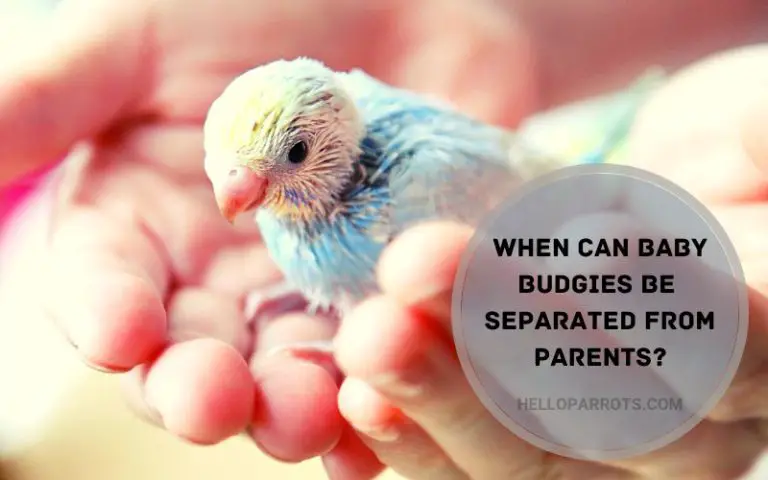 When Can Baby Budgies Be Separated from Parents?