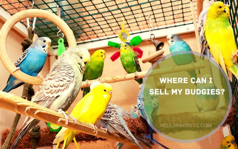 Where Can I Sell My Budgies?