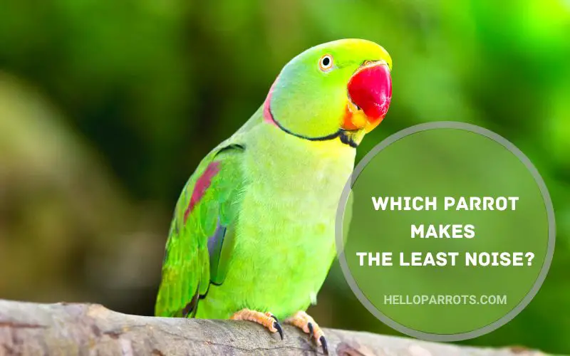 Which Parrot Makes the Least Noise