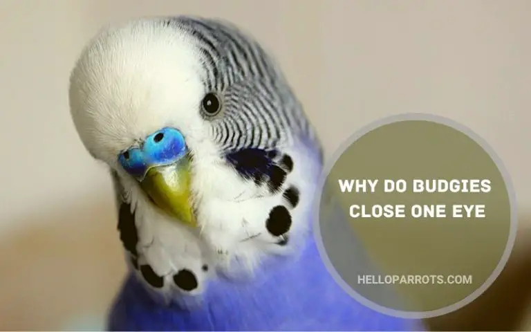 Why Do Budgies Close One Eye?
