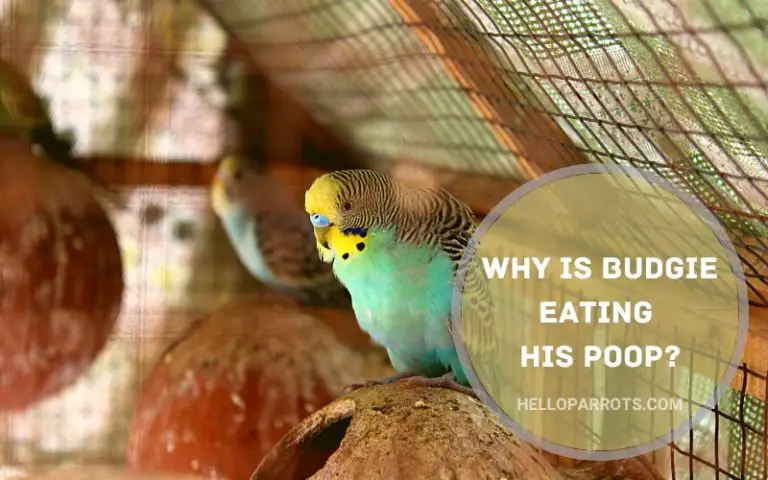 Why is Budgie Eating His Poop?