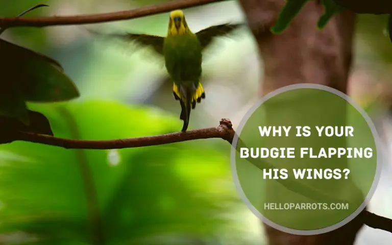 Why is Your Budgie Flapping His Wings?