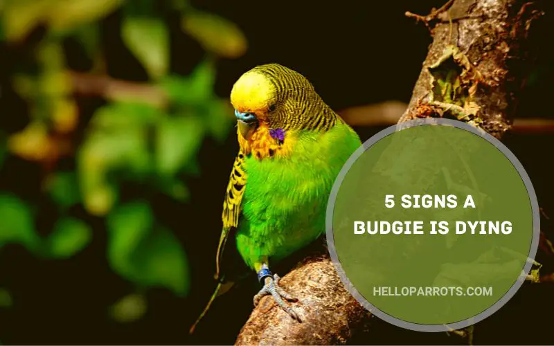 5 Signs a Budgie is Dying