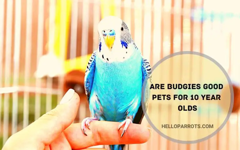 Are Budgies Good Pets For A 10 Year Olds?