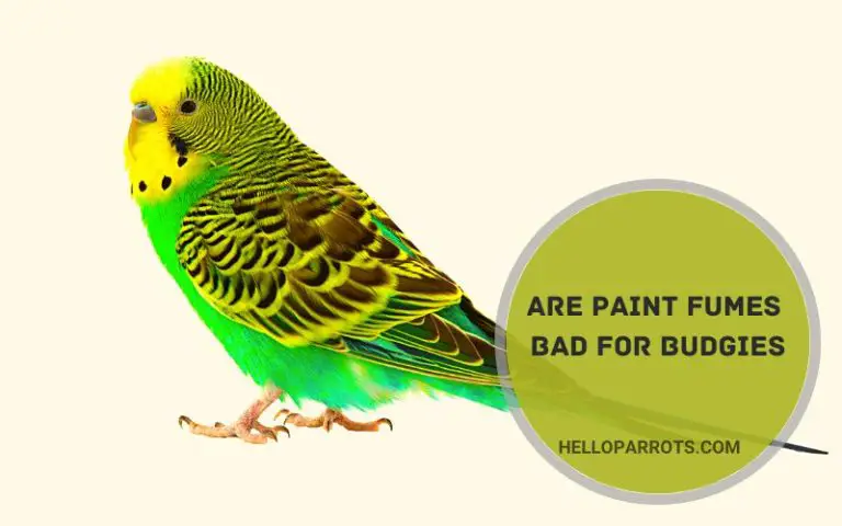 Are Paint Fumes Bad for Budgies?