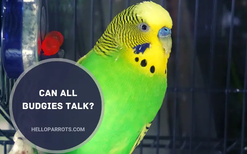 Can All Budgies Talk