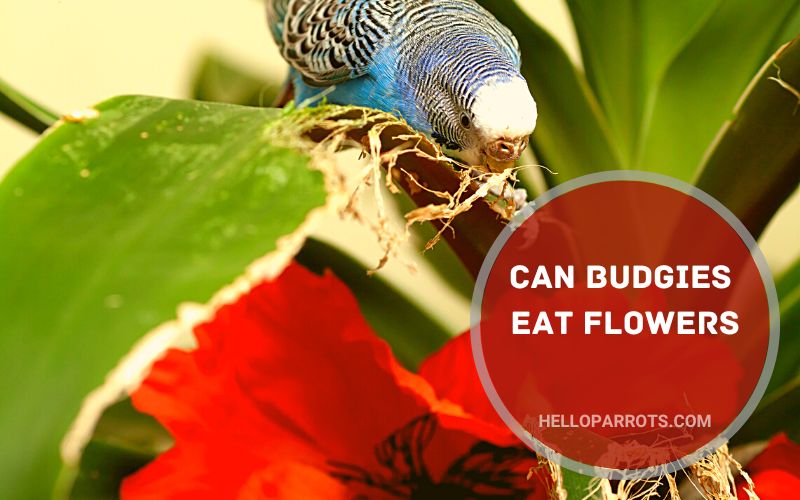 Can Budgies Eat Flowers