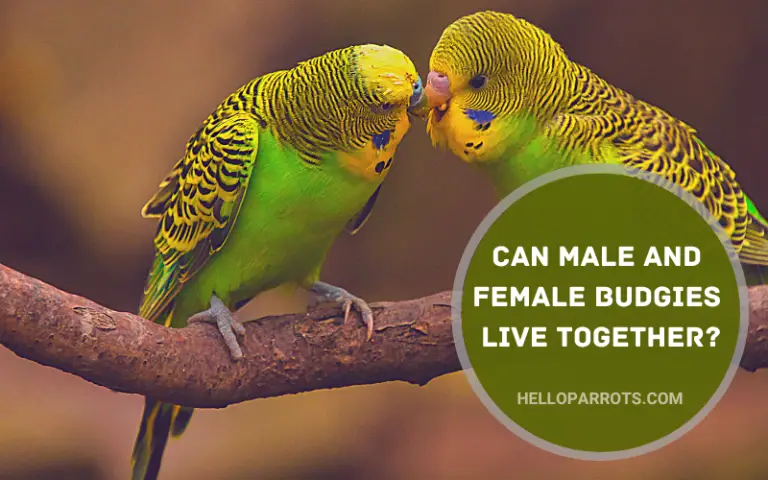 Can Male And Female Budgies Live Together?