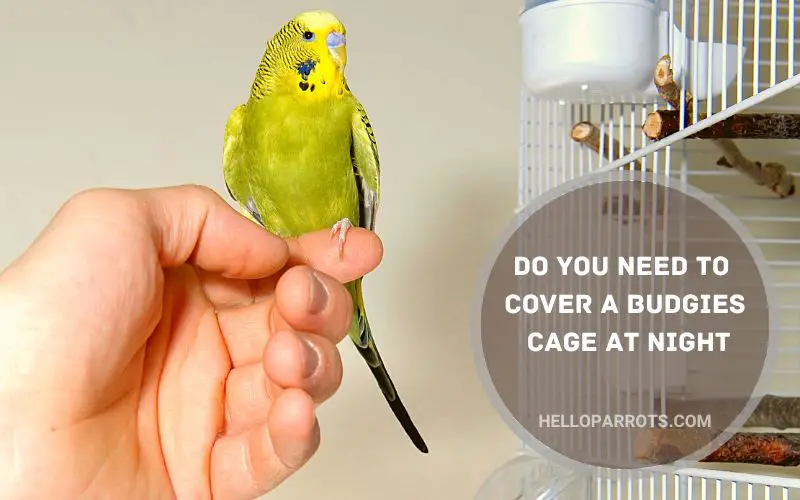 Do You Need to Cover a Budgies Cage at Night