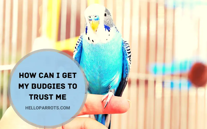 How Can I Get My Budgies to Trust Me