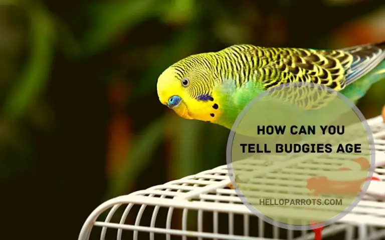 How Can You Tell Budgies Age?