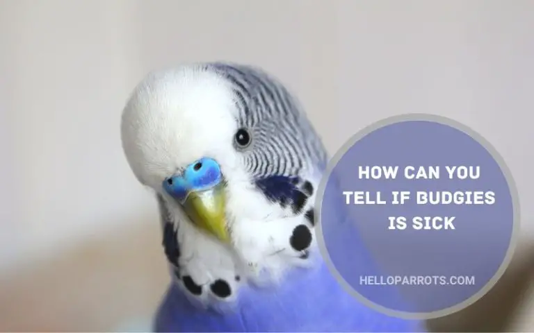 How Can You Tell If Budgies is Sick?