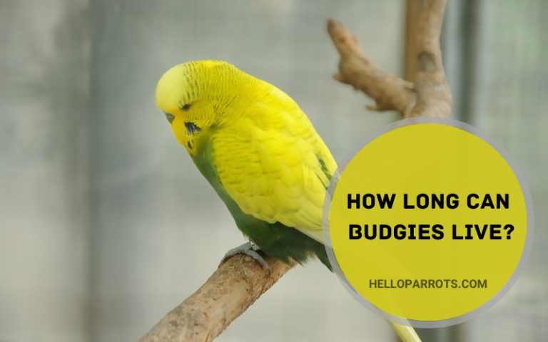 How Long Can Budgies Live?