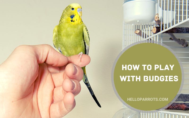 How to Play With Budgies