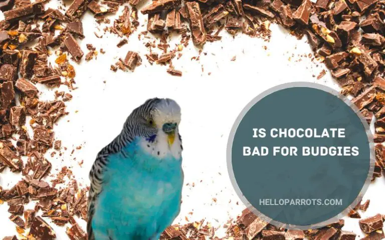Is Chocolate Bad for Budgies?