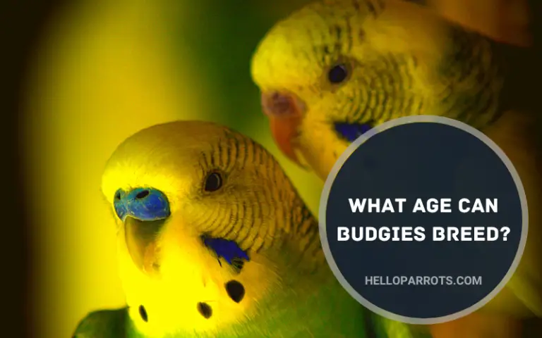 What Age Can Budgies Breed?